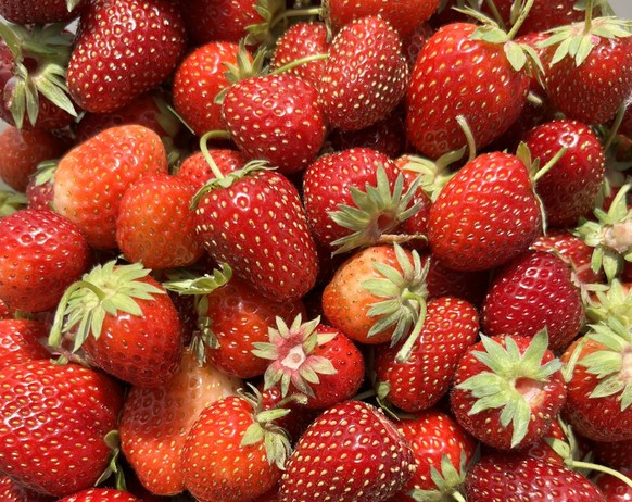 Die Erdbeeren, die wir in den Wintermonaten im Supermarkt finden, stammen zumeist nicht aus Deutschland.