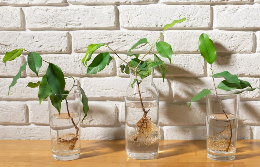 three transparent glasses with water and cuttings of ficus benjamin against a white brick wall. No-Soil gardening. Plant and interior concept.