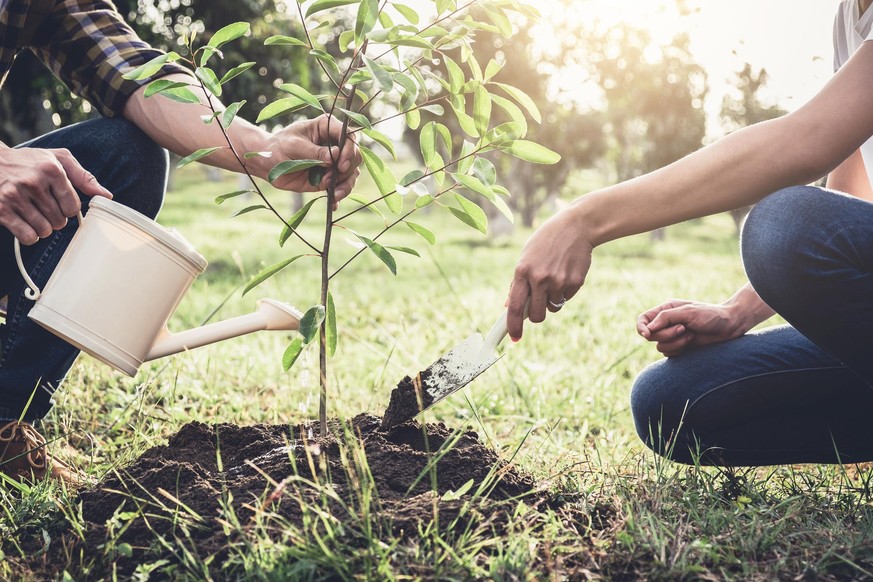 Paar pflanzt jungen Baum