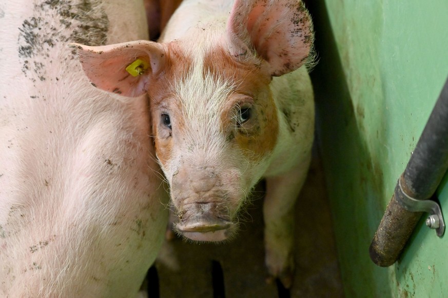 ARCHIV - 10.01.2020, Schleswig-Holstein, ---: Ein Schwein steht im Stall eines Mastbetriebes. In einem schweinehaltenden Betrieb im Landkreis Emsland ist Anfang Juli 2022 die Afrikanische Schweinepest ...