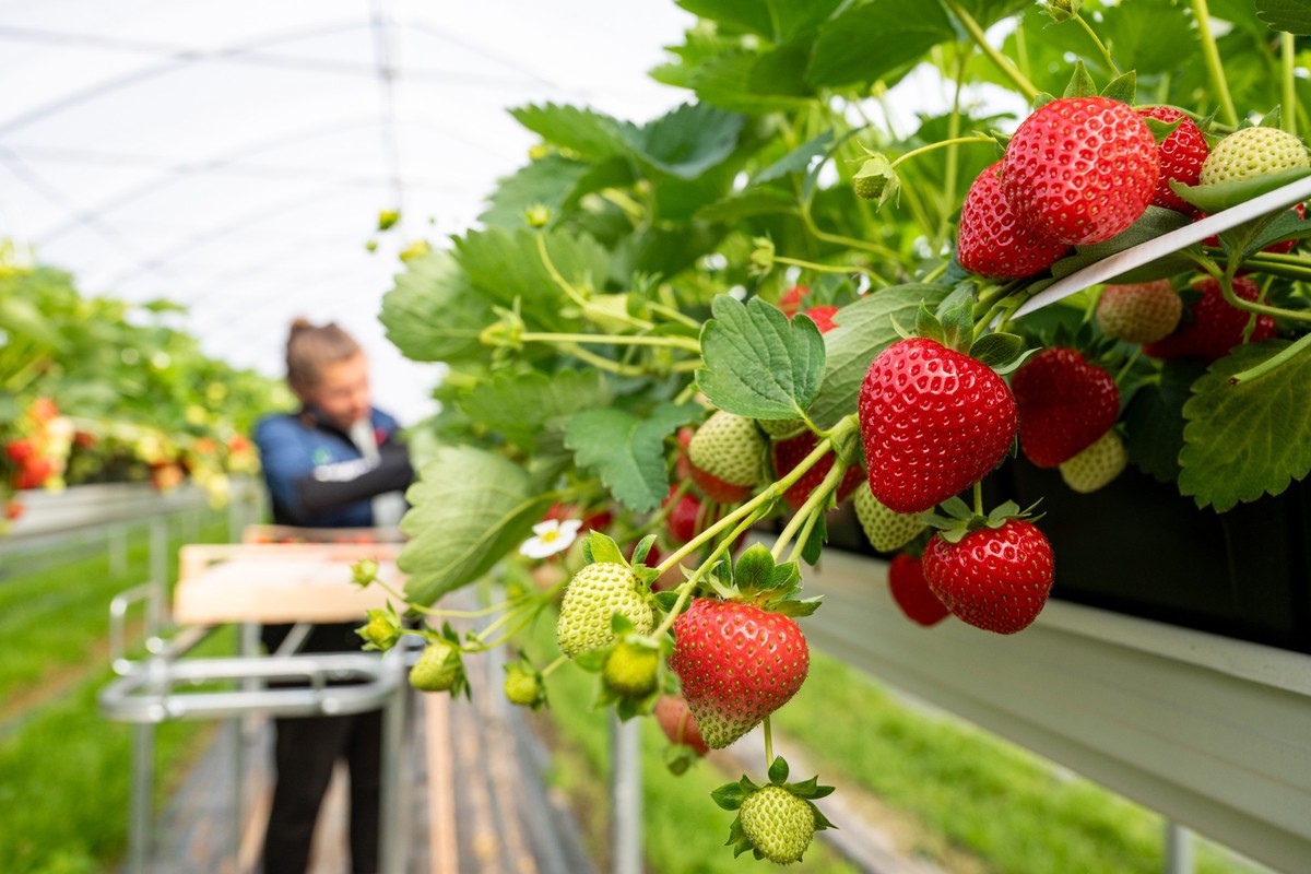 PRODUKTION - 21.05.2025, Bayern, Aholfing: Eine Frau erntet Erdbeeren auf einem Hochbeet in einem Gew