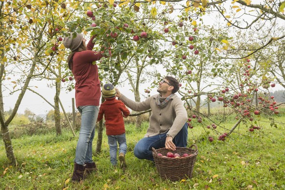 Family picking apples in an apple orchard, Bavaria, Germany mit_2017_00899

Family Picking Apples in to Apple Orchard Bavaria Germany mit_2017_00899