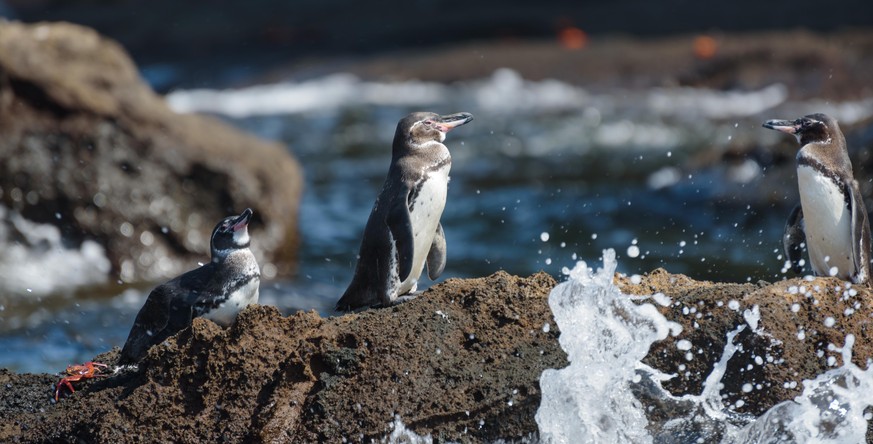 Group of Galapagos penguins on a rock in Santiago Island, Galapagos Island, Ecuador, South America.