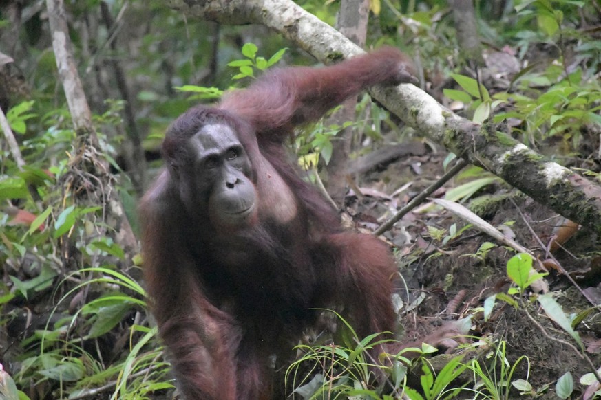 HANDOUT - 19.11.2022, Indonesien, Bukit Baka Bukit Raya: Die von der BOS (Borneo Orangutan Survival) Foundation zur Verfügung gestellte Aufnahme zeigt Gonzales im Bukit Baka Bukit Raya Nationalpark in ...