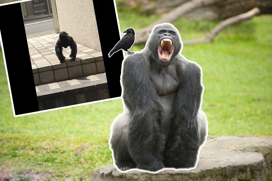 An African silverback gorilla shows his savage teeth.