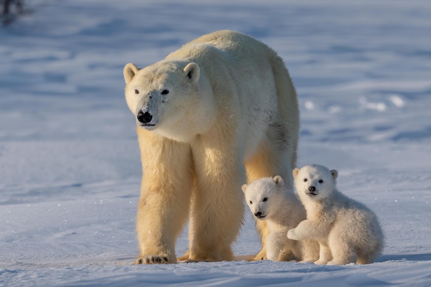 Polar bear mother and cubs crossing snowfield, Canada