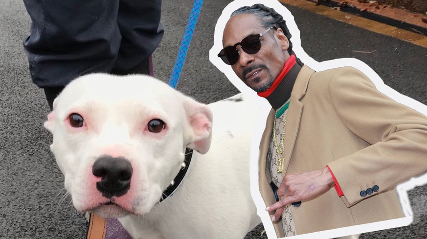 Hund wird ausgesetzt – und alle wollen helfen. Auch Snoop Dogg.