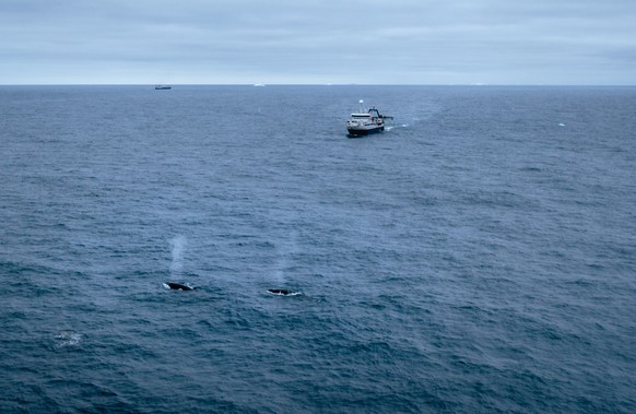Krill fishing boat Saga sea with whales