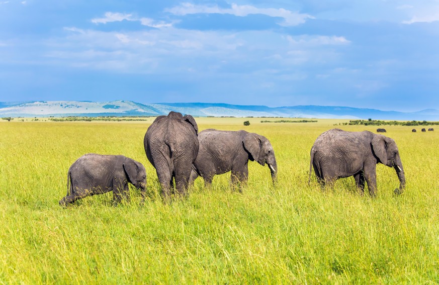 Herd of elephants of the savannah are the largest animals on earth. The famous Masai Mara Reserve in Kenya. Africa. The concept of ecological, exotic, extreme and photo tourism