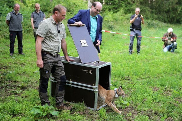 10.07.2023, Niedersachsen, Solling: Christian Meyer (B�ndnis 90/Die Gr�nen), Umweltminister von Niedersachsen, und Ole Anders (l), Koordinator des Luchsprojekts Harz, �ffnen die Transportbox, aus der  ...