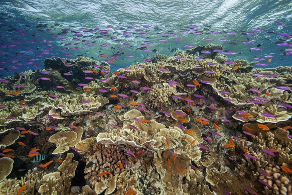 ARCHIV - 11.09.2017, Australien, Cairns: Auf diesem von der Great Barrier Reef Marine Park Authority zur Verf�gung gestellten Foto schwimmen kleine Fische in den Gew�ssern des Ribbon Reef 10 in der N� ...
