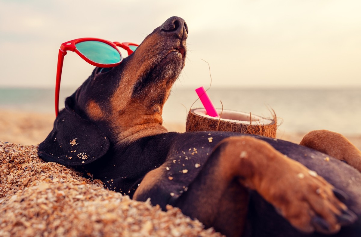 cute dog of dachshund, black and tan, buried in the sand at the beach sea on summer vacation holidays, wearing red sunglasses with coconut cocktail