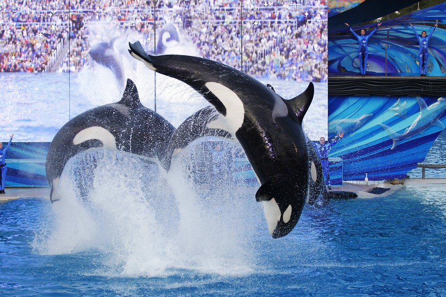 January 8, 2017 - San Diego, CA, USA - Orca whales perform during the final Shamu show, One Ocean at Sea World San Diego on Sunday, January 8, 2017. San Diego USA PUBLICATIONxINxGERxSUIxAUTxONLY - ZUM ...