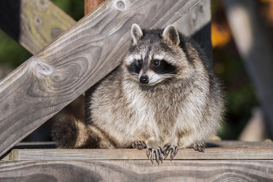 Waschbär Procyon lotor sonnt sich zwischen Balken und Holz einer Holzbrücke, eine invasive Art, die in Nordamerika heimisch ist *** Raccoon Procyon lotor suns itself between Bar and Wood a Wooden brid ...