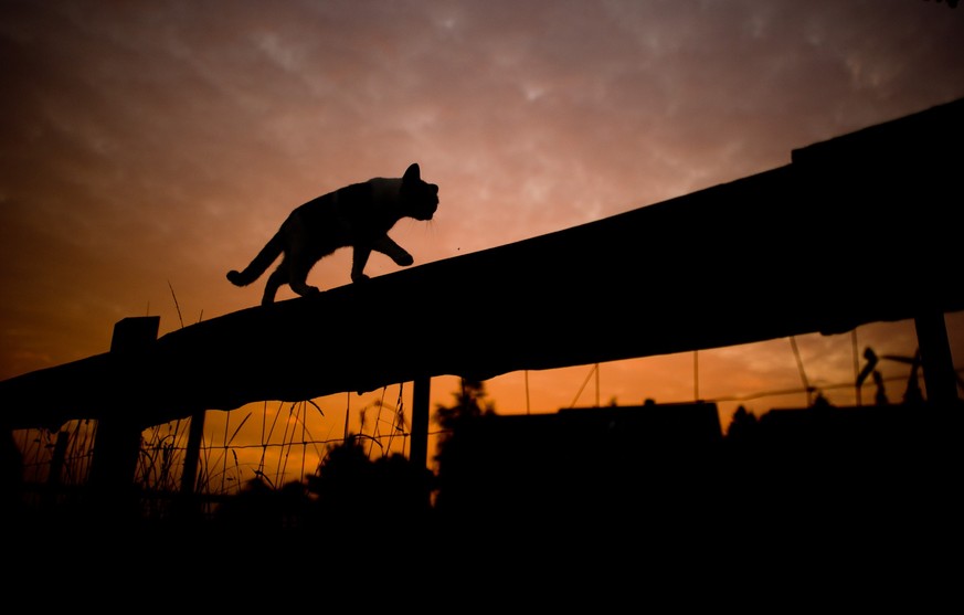 ARCHIV - 16.09.2014, Niedersachsen, Sehnde: Die Silhouette einer Katze, die