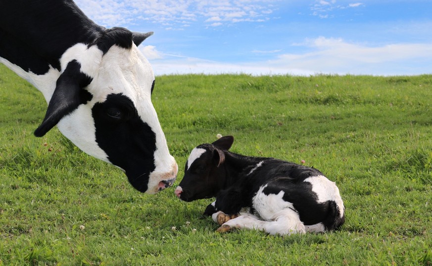 Kuh mit ihrem Kälbchen auf der Weide.