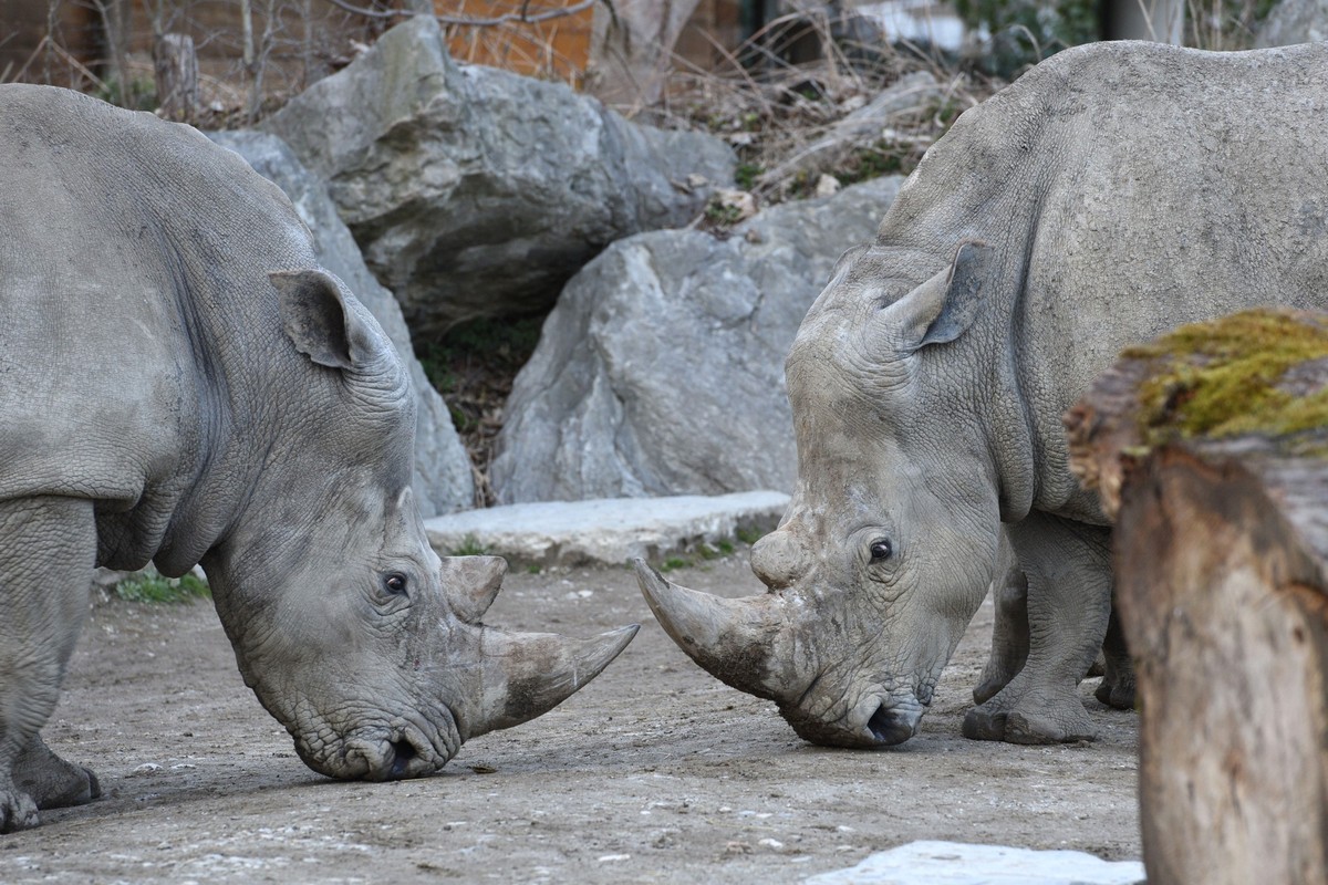 Breitmaul-Nashorn im Zoo Salzburg, o?sterreich, Europa - White rhinoceros in Salzburg Zoo, Austria, Europe, Breitmaul-Nashorn im Zoo Salzburg, o?sterreich, Europa - White rhinoceros in Salzburg Zoo, A ...