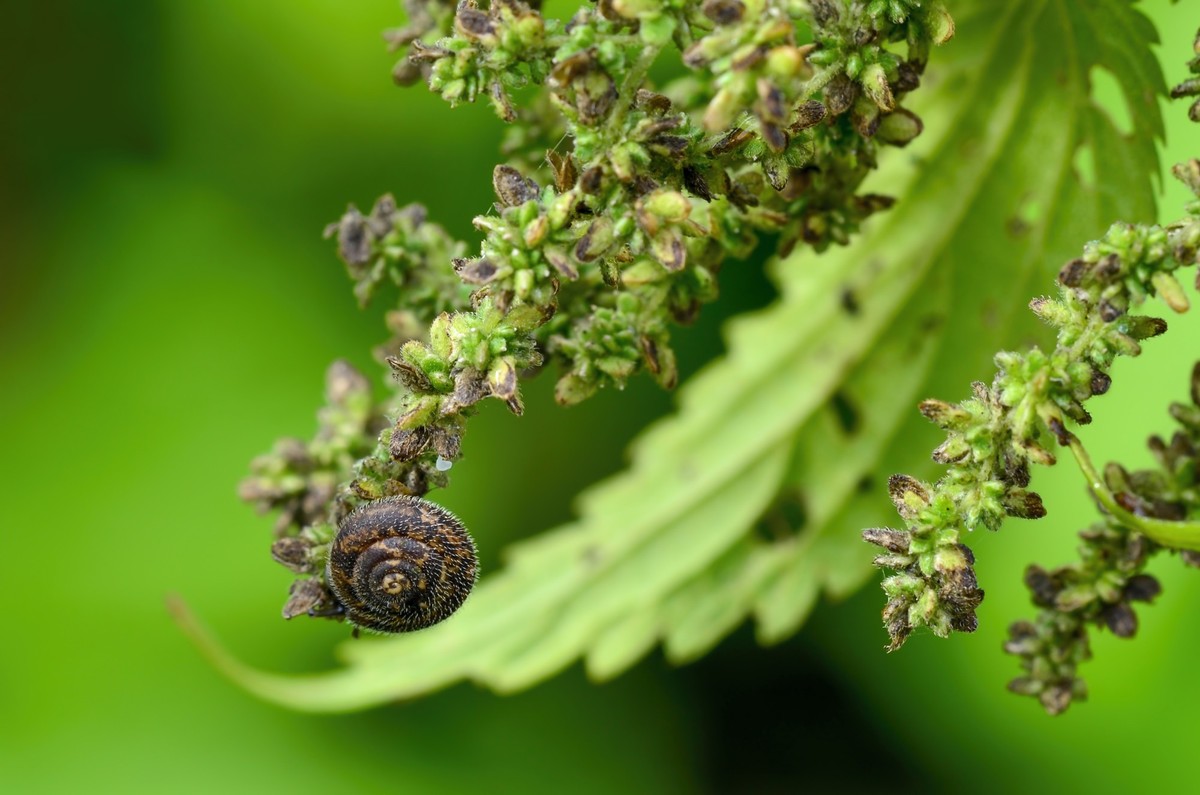 Snail, German hairy snail (Pseudotrichia rubiginosa) on a nettle.