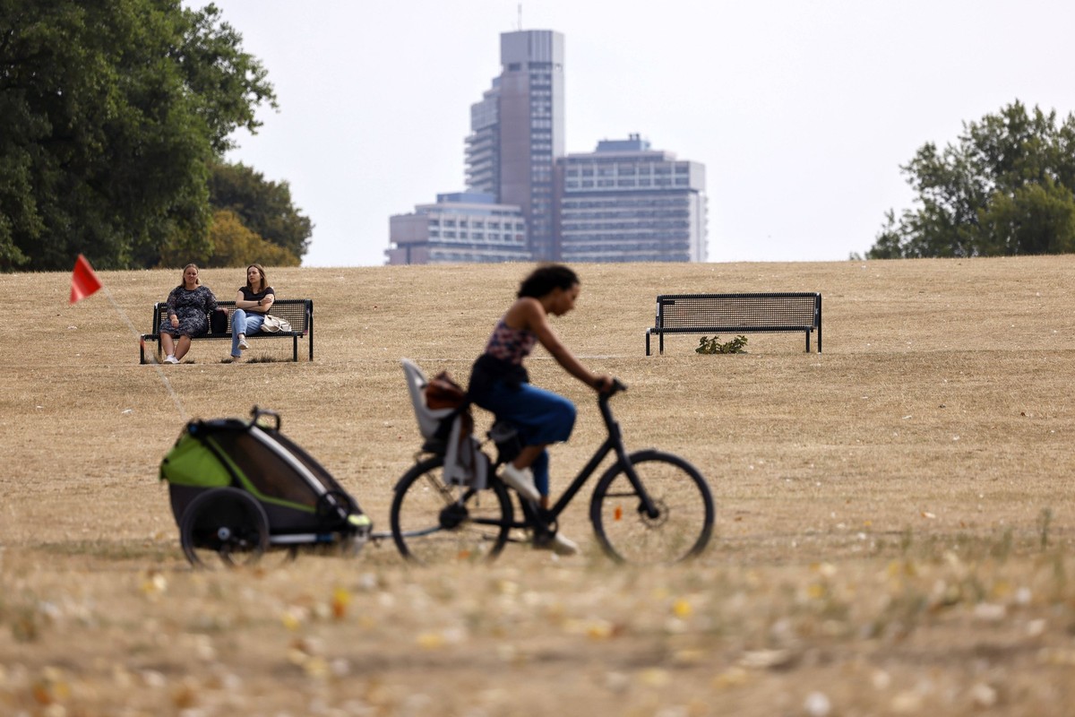 In Köln hat der trockene Hitze-Sommer besonders viele Grünanlagen verdorren lassen. Bäume verlieren bereits ihre Blätter im Sommer, Wiesenflächen sind ausgedorrt. Wegen der großflächigen Bodenversiege ...