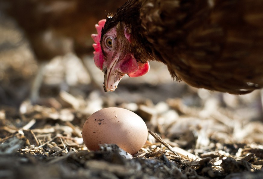ARCHIV - 25.02.2013, Bayern, Seefeld: Ein Huhn aus Freilandhaltung betrachtet ein Ei auf einem Bauernhof. Gut 3,9 Millionen H