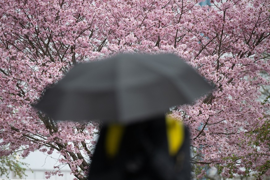 Ein Mann geht mit Regenschirm vor einem blühenden Kirschbaum vorbei.
