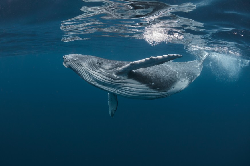 A baby humpback whale plays as it swims near the surface in blue water off Tonga in the Pacific Ocean