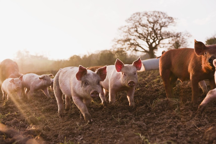 Das fünfte Jahr in Folge wurde in Deutschland weniger Fleisch produziert. Insbesondere beim Schweinefleisch gab es einen Rückgang.