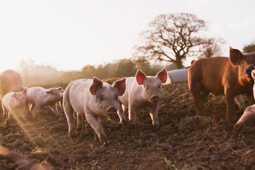 Schweine auf Feld