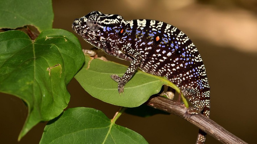 HANDOUT - 30.10.2020, ---, --: Ein weibliches Voeltzkow-Chamäleon (undatierte Aufnahme) in der Prachtfärbung. Eine Expedition der Zoologischen Staatssammlung München (ZSM) hat das Tier im Nordwesten M ...