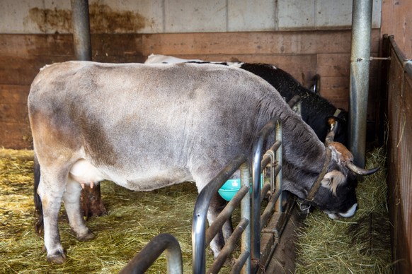 Milchkühe im Stall *** Dairy cows in barn Copyright: xx