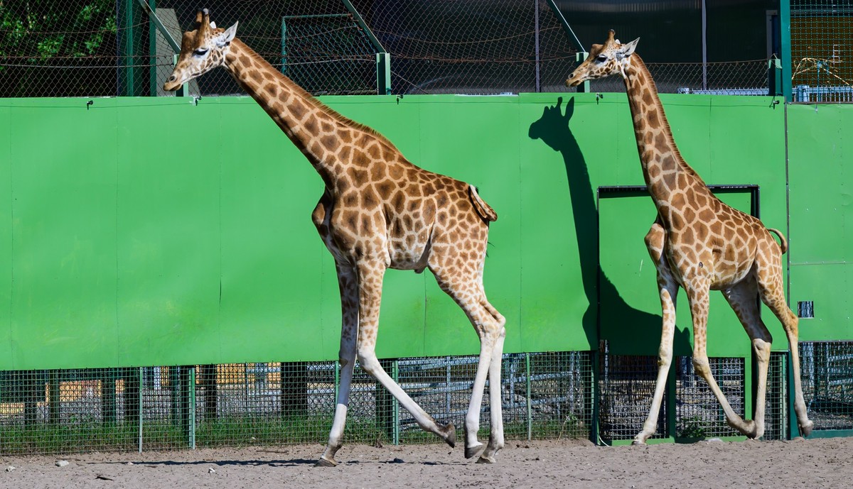 ARCHIV - 20.05.2025, Niedersachsen, Hodenhagen: Zwei Kordofan-Giraffen gehen �ber das Gel�nde vom Serengeti Park. Zwei Exemplare der seltensten Giraffenart der Welt haben im Serengeti Park ein Zuhause ...