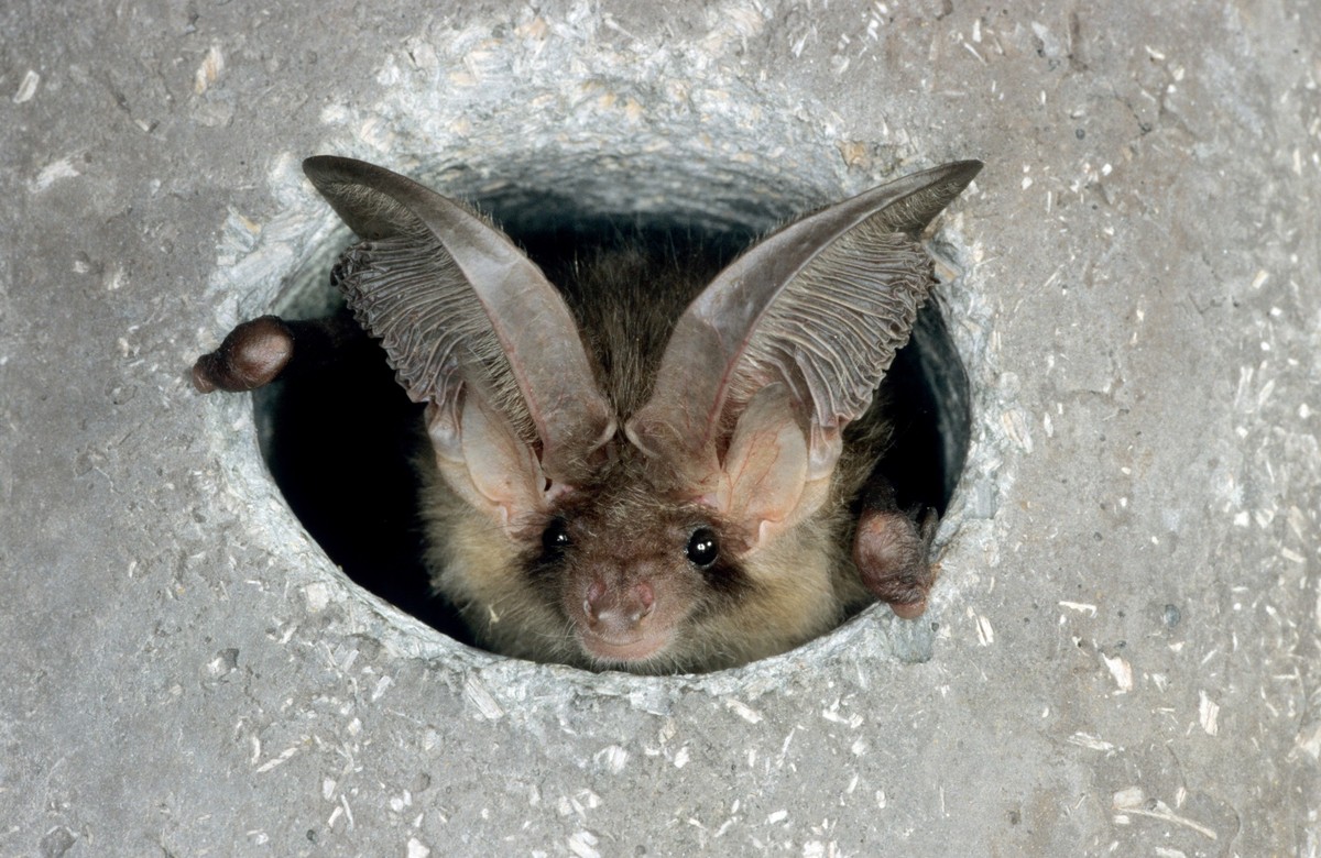15.10.2019, ---: Die Fledermaus Braunes Langohr ist in einem Einflugloch zu sehen. Fledermäuse mögen Verstecke wie etwa Löcher und Felspalten.
Tagsüber verstecken sich die Fledermäuse. (zu dpa: «Expe ...