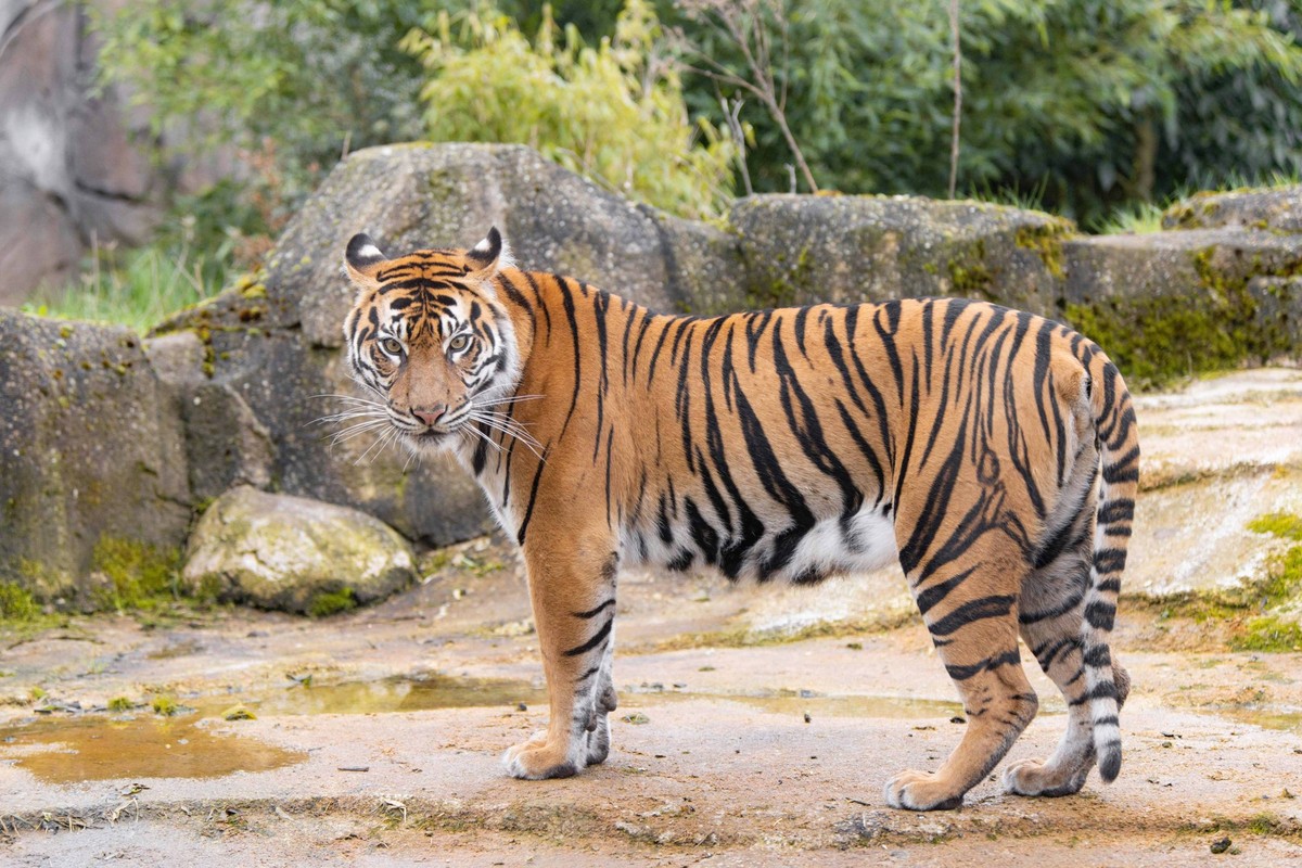 **VIDEO AVAILABLE. CONTACT INFOCOVERMG.COM TO RECEIVE.** Chester Zoo has captured footage of two rare Sumatran tiger cubs emerging from their den for the first time. The cubs were born in January but ...