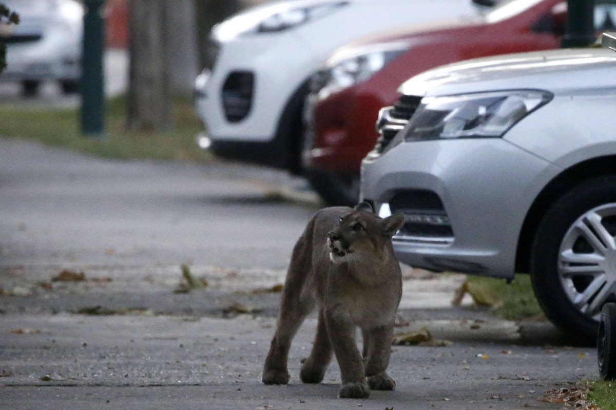 Santiago, 24 de marzo de 2020. Un puma de aproximadamente 25 kilos y un ano de edad se encuentra rondando en las cercanias de la plaza Augusto D Halmar en la comuna de Nunoa donde personal del SAG int ...
