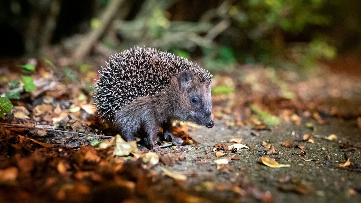 Igel im Garten Das muss man beim Füttern der Tiere beachten