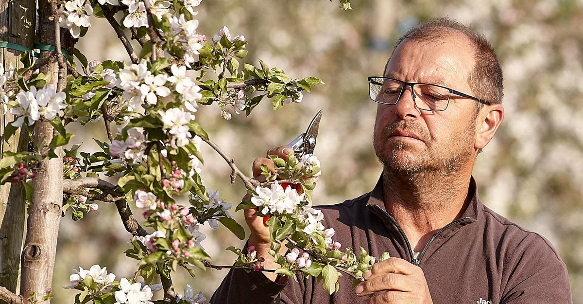 Thomas Segler, Obstbaumeister der Unternehmensgruppe Krings aus Rheinbach, bei der Obstbaumpflege. Bild: REWE Group