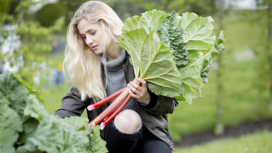 Gemeiner Rhabarber, Rhabarber (Rheum rhabarbarum), junge blonde Frau pflueckt frischen Rharbarber, Deutschland | rhubarb (Rheum rhabarbarum), young blond woman picking fresh rhubarb , Germany