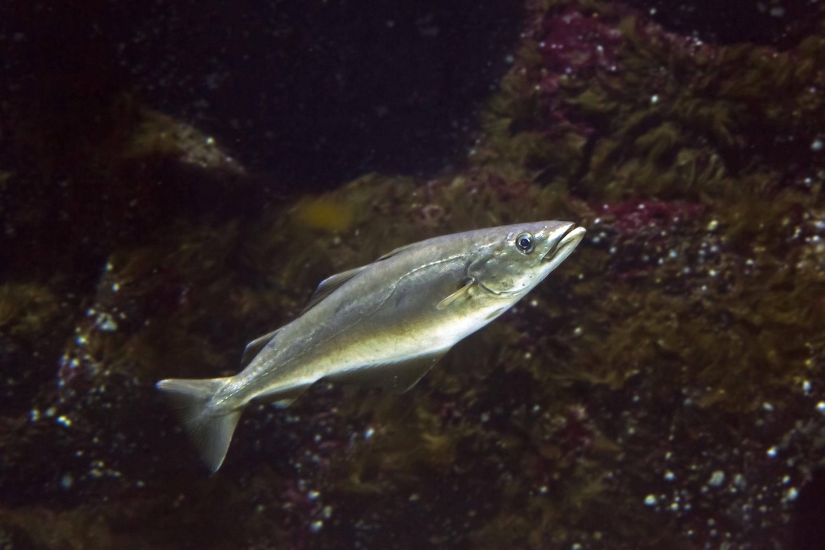 Pollack Pollachius pollachius, Europ�ischer Seelachs, Atlantischer Pollack, Europ�ischer Pollack Gadus pollachius schwimmt unter Wasser *** Pollack Pollachius Pollachius , European Saithe, Atlantic Po ...