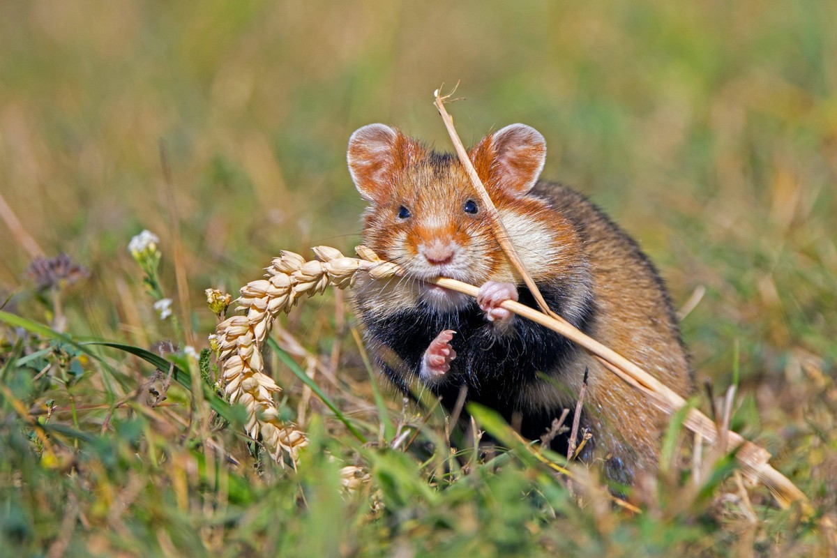 Feldhamster Cricetus cricetus beim Fressen von Weizenkörnern, Weizenähre im Feld *** Field hamster Cricetus Cricetus at Food from Wheat grains, Weizenähre at Field Copyright: imageBROKER/alimdix/xArte ...