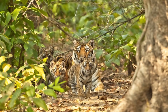 The female tiger solo with her cubs. She was trying to cross the road but suddenly stopped and sat seeing our vehicle.