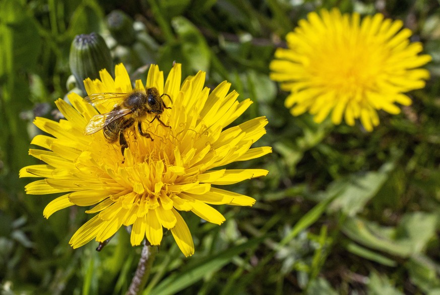 Gewoehnlicher Loewenzahn Eine Wildbiene sammaelt Nektar auf der Bluete eines Loewenzahn Taraxacum sect. Ruderalia auf einer Wiese in Sagard Landkreis Vorpommern-Ruegen. Sagard Mecklenburg-Vorpommern D ...