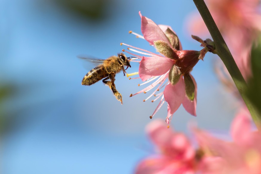 Für 30 Euro kann man beim Startup "Hektar Nektar" 600 Bienen adoptieren.