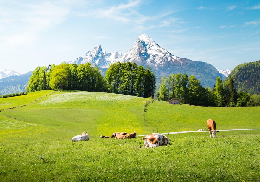 Idyllic summer landscape in the Alps with cows grazing on fresh green mountain pastures and snow capped mountain tops in the background