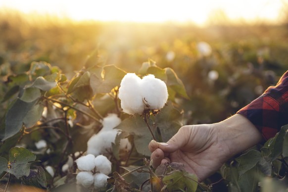 Beim Anbau der Bio-Baumwolle kommt man ohne genmanipuliertes Saatgut aus. Das fördert die Artenvielfalt.
