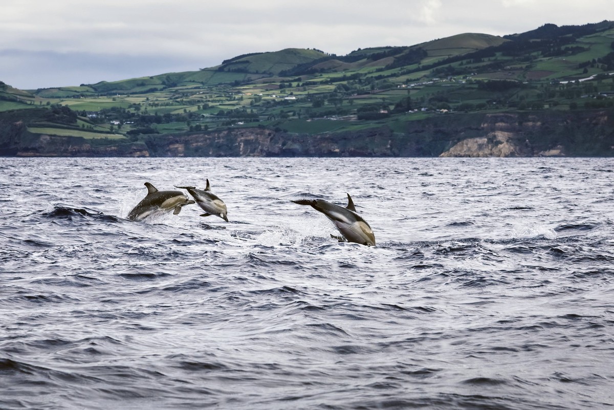 Delfine, die bei der Insel Sao Miguel auf den Azoren ins Meer springen. Delphinus delphis Dolphins jumping in the sea at Sao Miguel Island in the Azores. Delphinus delphis Copyright: imageBROKER/jjfar ...