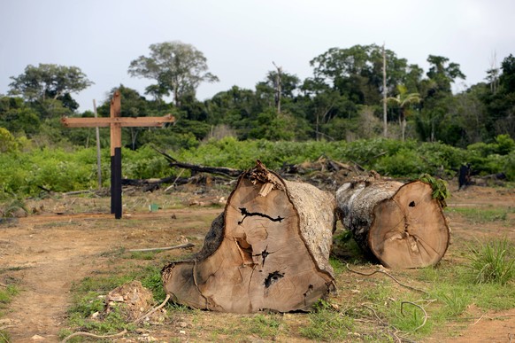 Brazil, Para, Trairao, illegally lumbered trees of Amazon rainforest PUBLICATIONxINxGERxSUIxAUTxHUNxONLY FLKF00704

Brazil PARA illegally lumbered Trees of Amazon RAINFOREST PUBLICATIONxINxGERxSUIxA ...