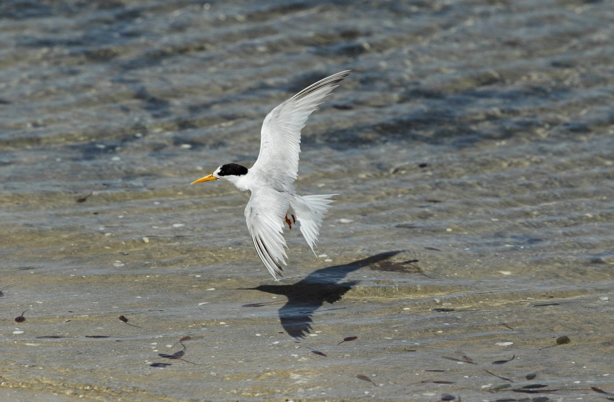 Australian Fairy Tern (Sterna nereis nereis) adult, in flight, taking off from shallow water on sand bank, Point Walter, Swan River, Western Australia, Australia, February