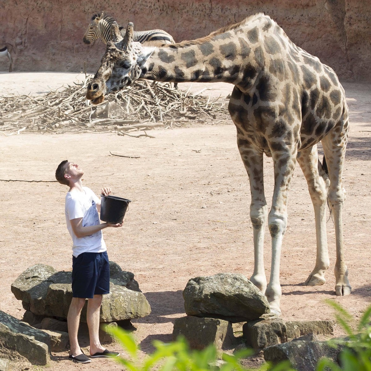 Bildnummer: 13824149 Datum: 19.06.2013 Copyright: imago/Joachim Sielski
19.06.2013, Zoo, Hannover, Riesige Freundschaft zwischen Juji und Per Mertesacker im Hannover Zoo, im Bild Per Mertesacker f
