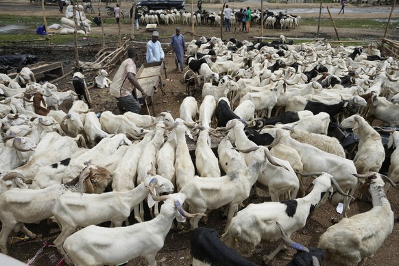 23.06.2023, Nigeria, Ogun: Menschen verkaufen Schafböcke auf dem Kara-Markt. Muslime in Westafrika kämpfen darum, sich ein Schaf leisten zu können, das sie während des Eid al-Adha-Fests schlachten kön ...