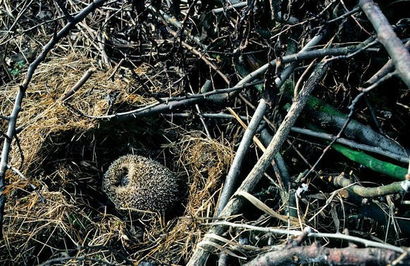 European hedgehog (Erinaceus europaeus) hibernating in nest amongst vegetation in garden. (Photo by: Arterra/Universal Images Group via Getty Images)